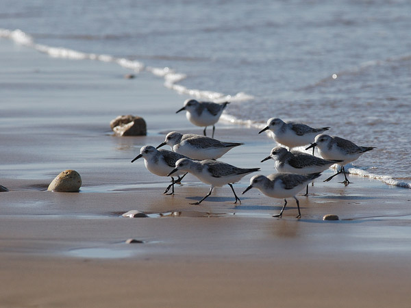Pulmussirri, Sanderling, Calidris alba